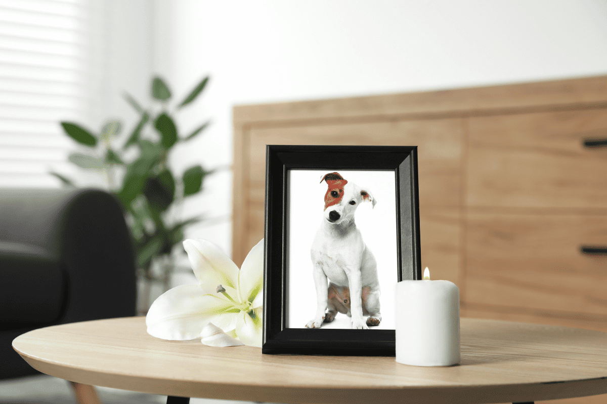 Mein Hund ist gestorben: Was jetzt tun? (Ratgeber)