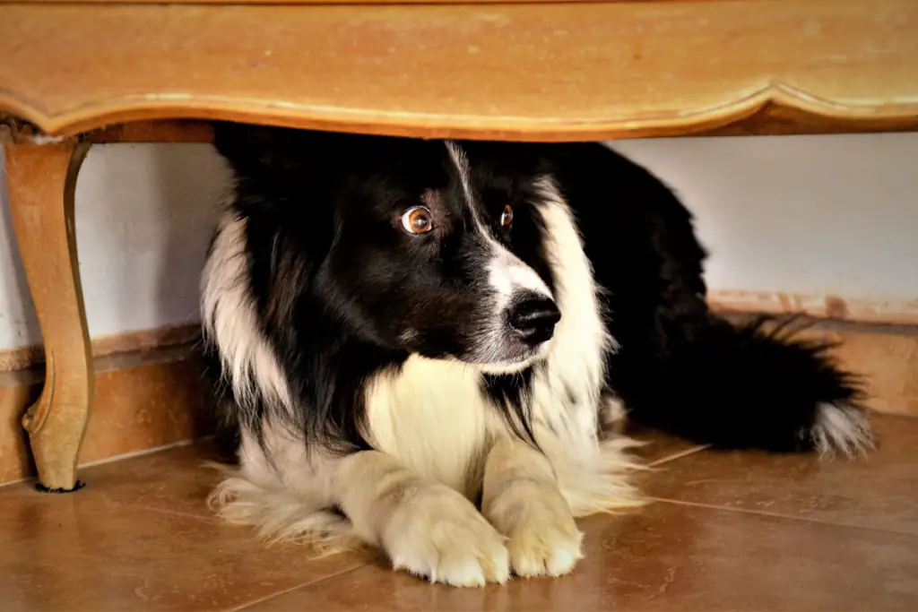 hund hat angst vor gewitter