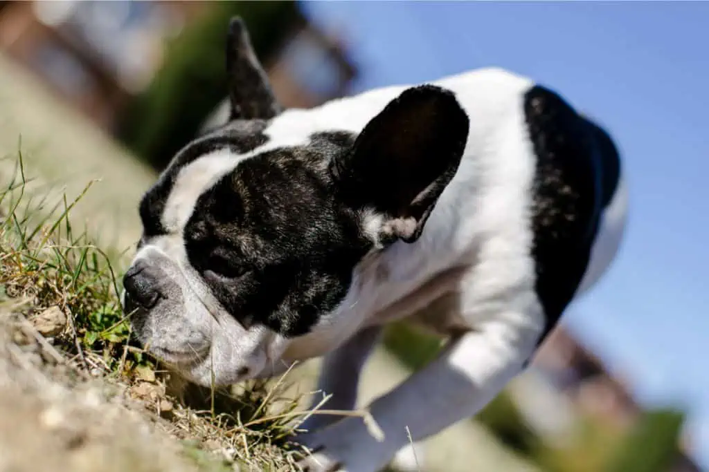 Hund hat Bläschen an der Schnauze: Die 3 häufigsten Ursachen