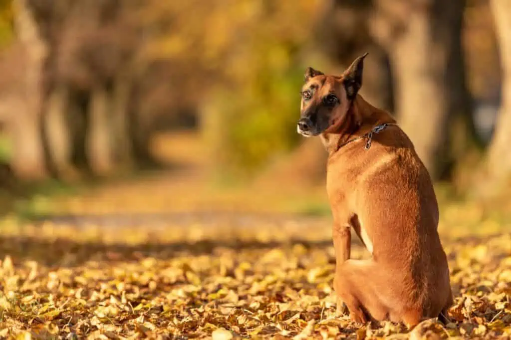 hund hat schmerzen an der wirbelsäule