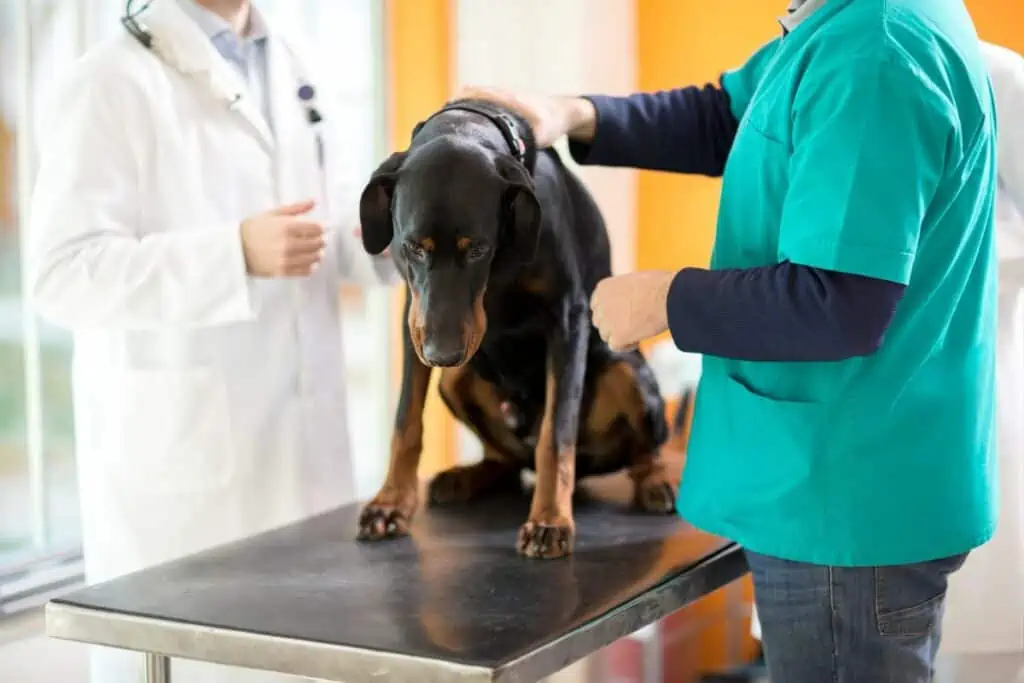 Was sind mögliche Gründe für Schmerzen an der Wirbelsäule bei Hunden?