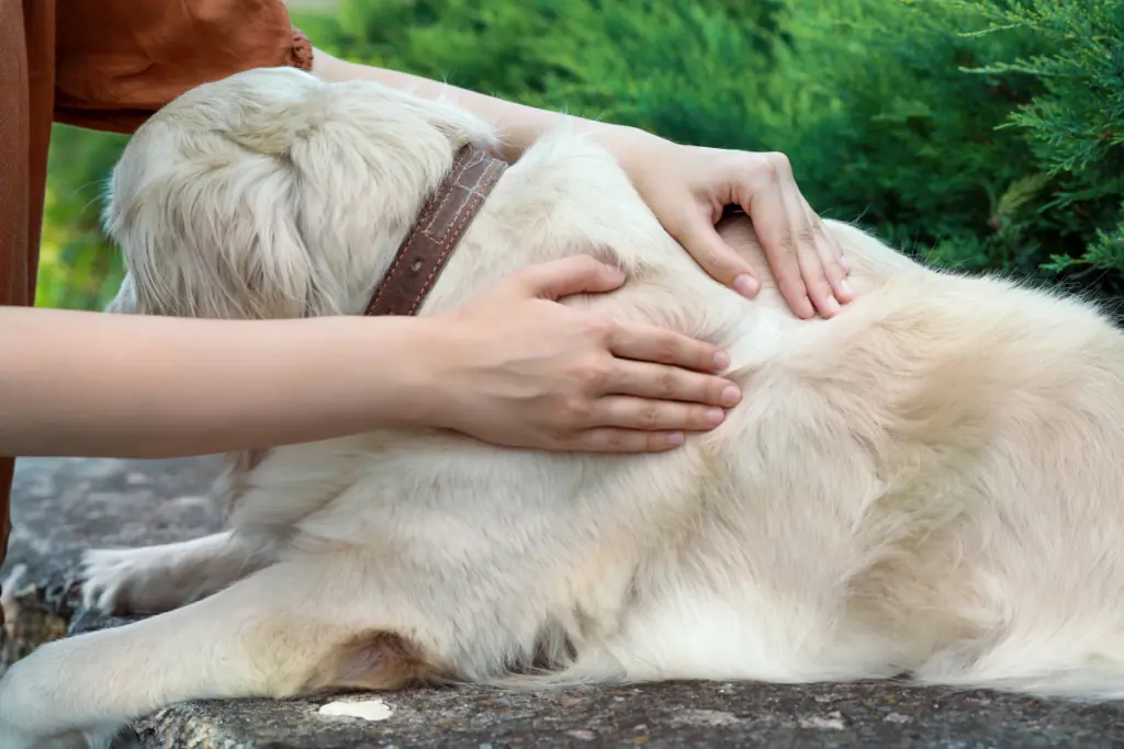 hund hat verkrustete stellen im fell