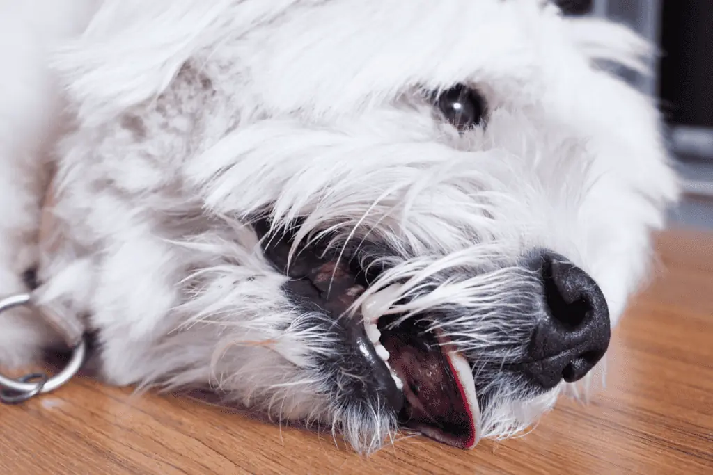 hund hechelt ständig und ist unruhig