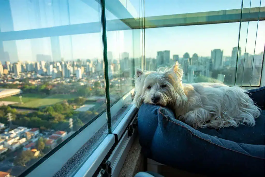 Kann man trotz Verbots im Mietvertrag einen Hund in einer Mietwohnung halten? 