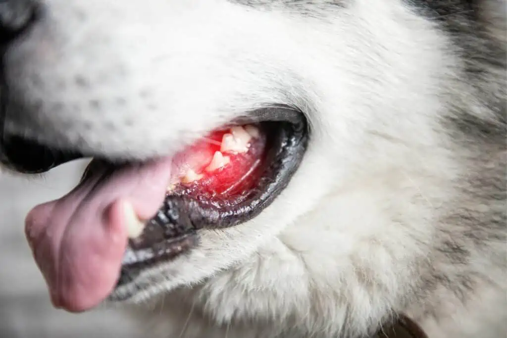 Warum knirscht mein Hund mit den Zähnen?