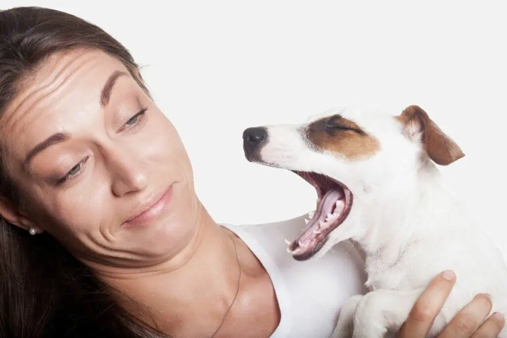 Sollte ich mir Sorgen machen, wenn mein Hund mit den Zähnen knirscht?
