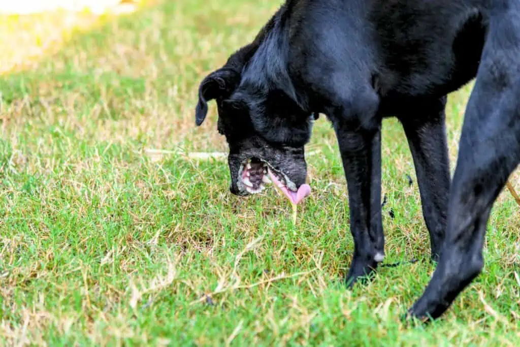 hund kotzt gelb und hat durchfall