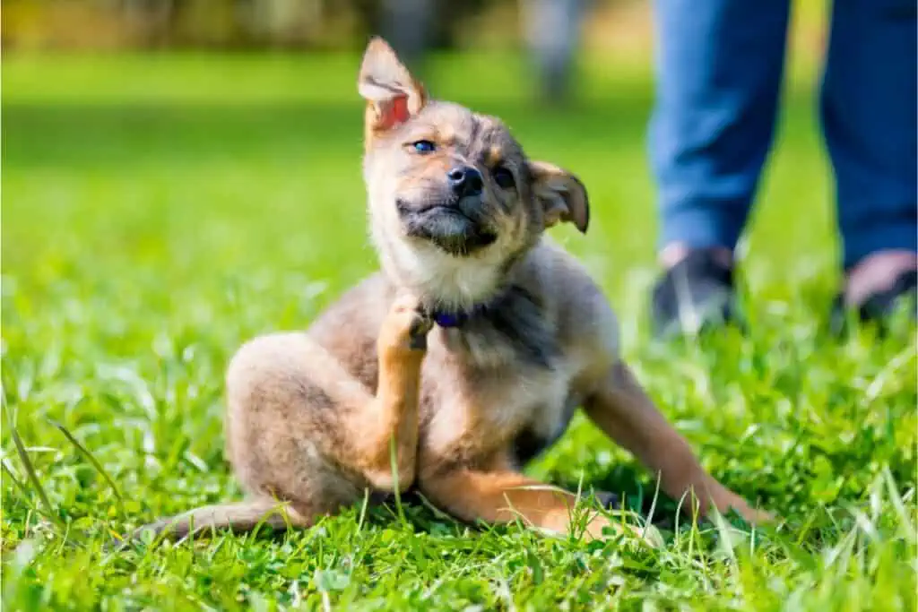 hund kratzt sich ständig am hals