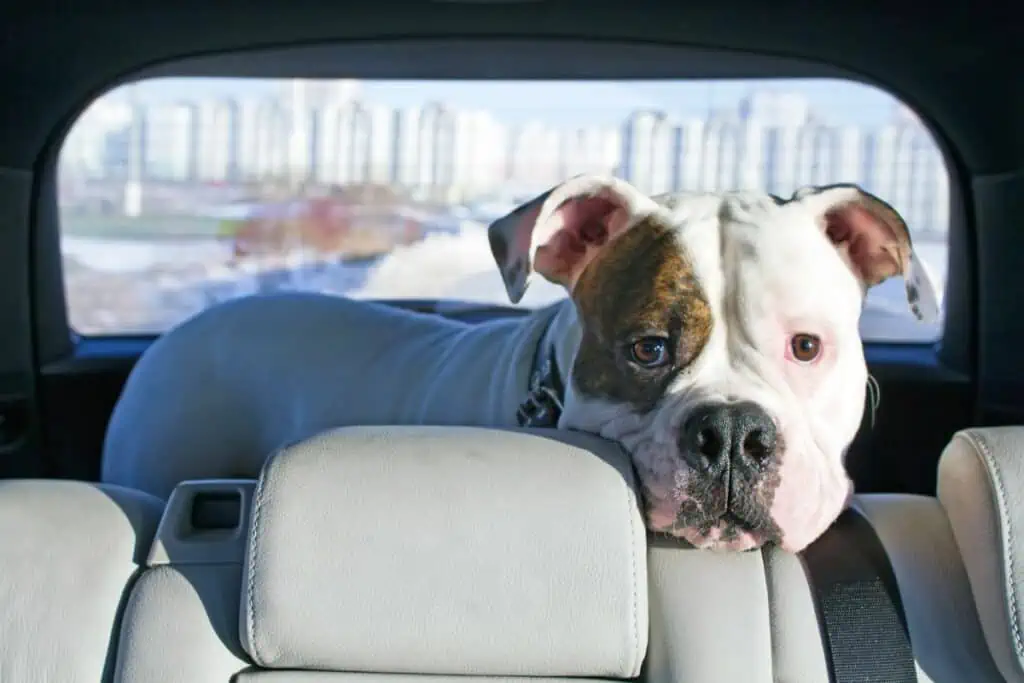 hund legt sich im auto nicht hin