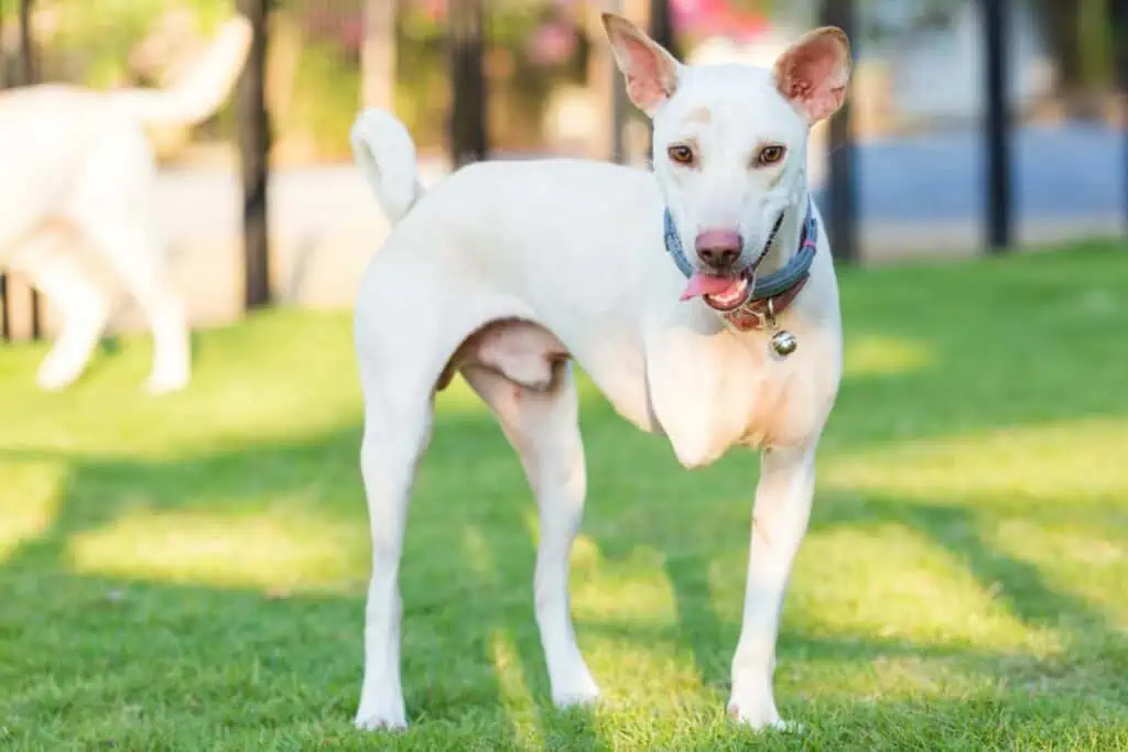 hund mit 3 beinen lebenserwartung