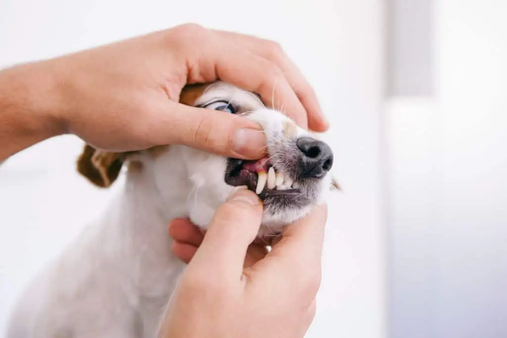 Hund schiebt essen mit Nase: Gibt es gesundheitliche Gründe für dieses Verhalten?