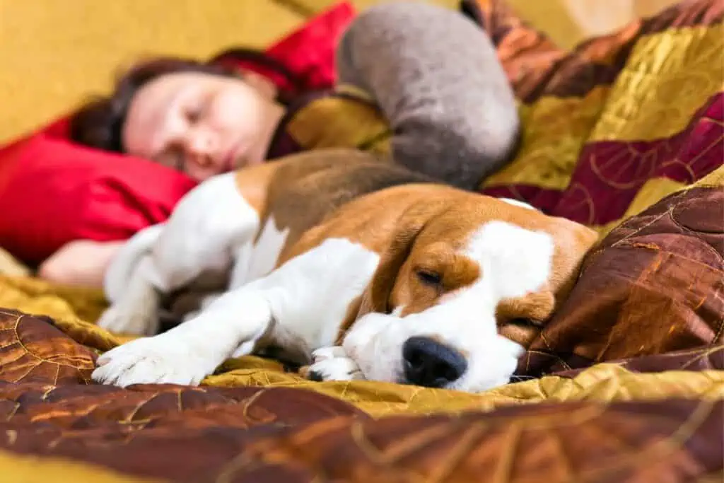 hund schläft mit po zu mir