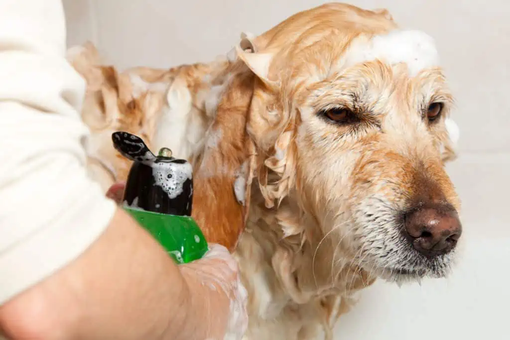 Was sind mögliche Ursachen für Schorf auf der Haut bei Hunden?