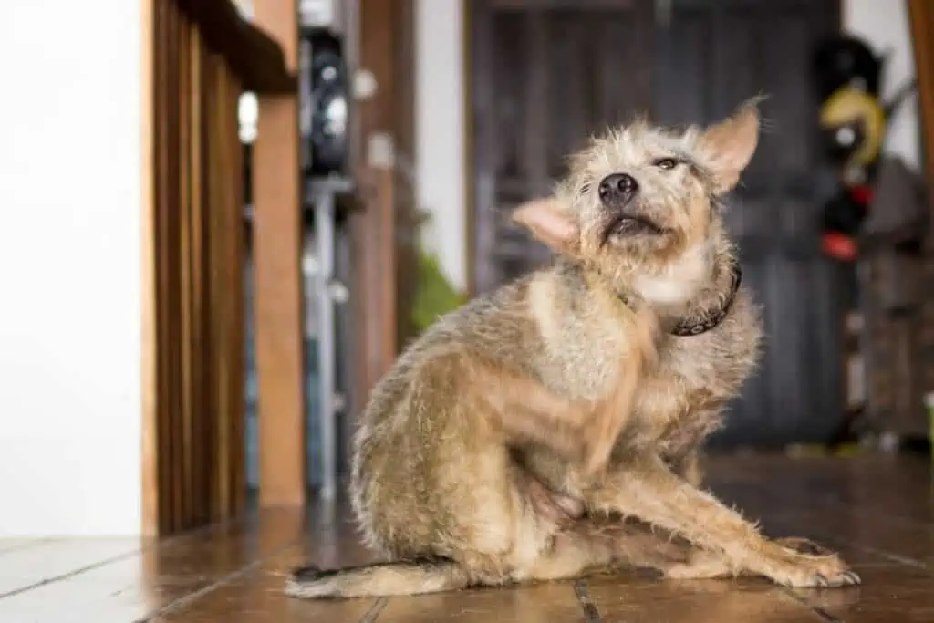 hund stinkt und kratzt sich