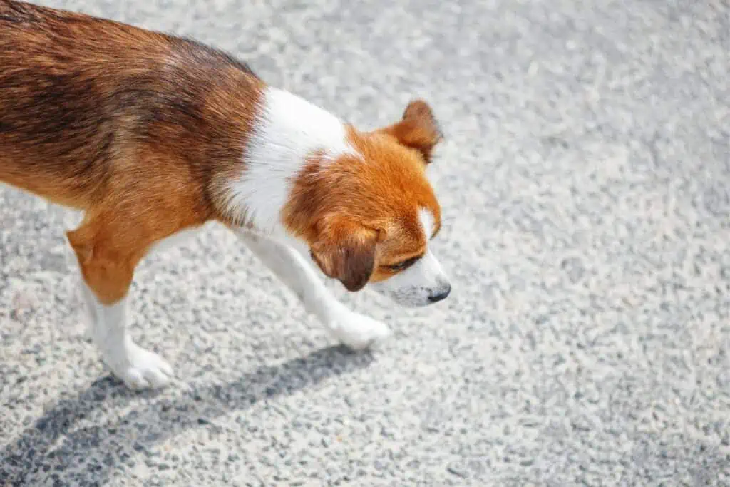 hund taumelt und kippt plötzlich um