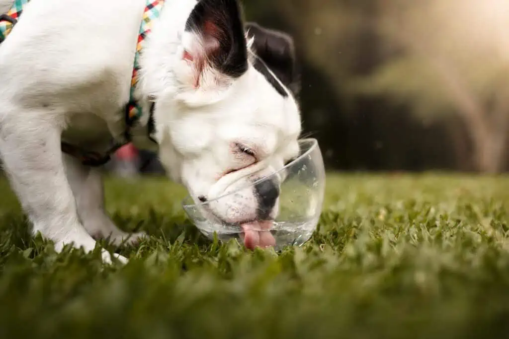 hund trinkt mehr als sonst