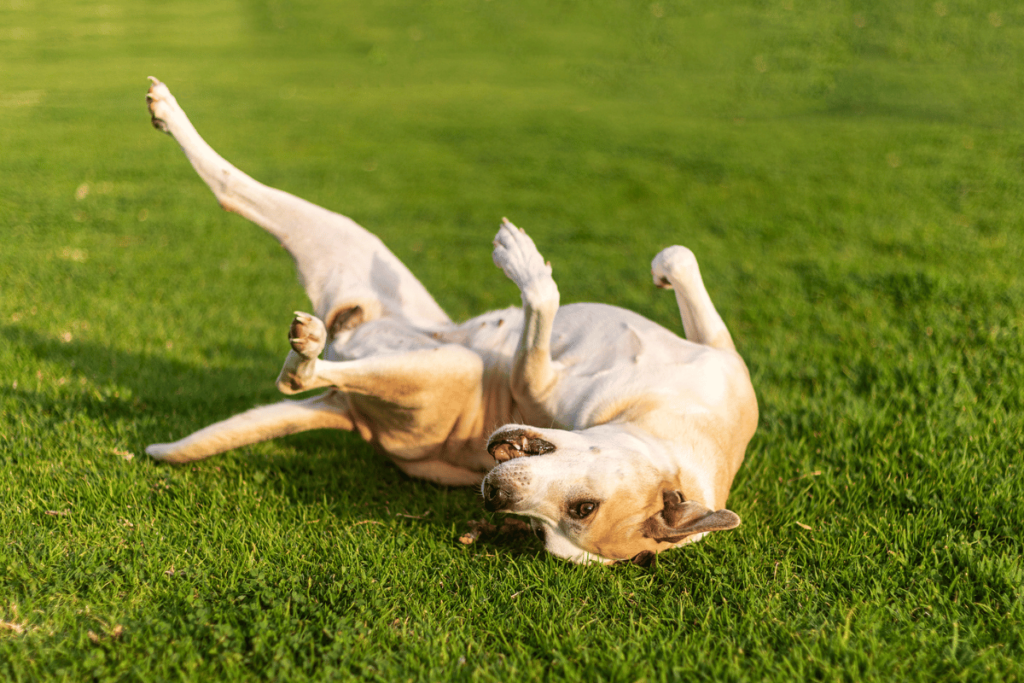 hund tritt mit hinterbein aus