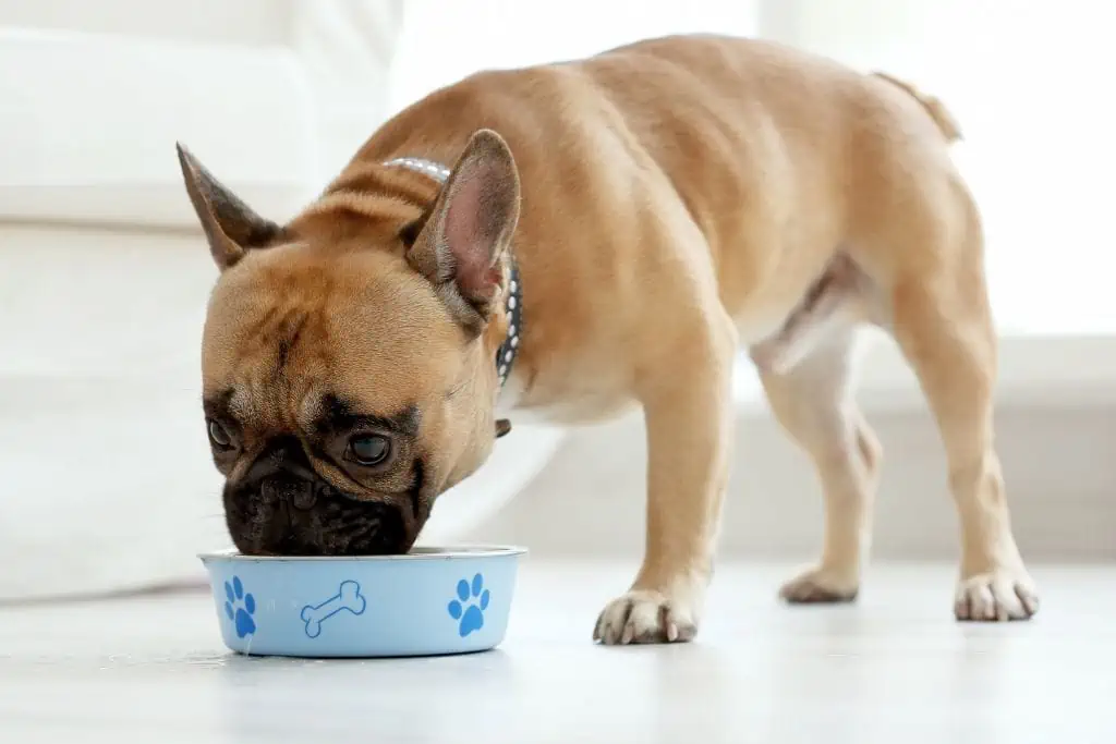 Wie kann man eine Futtermittelallergie bei Hunden behandeln?