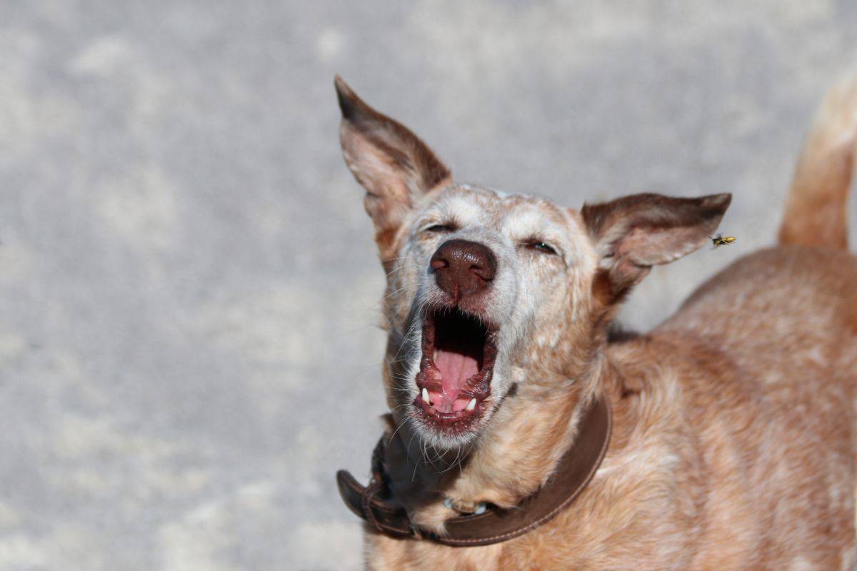 Hund Verschluckt Sich Oft Und Hustet happyhunde.de