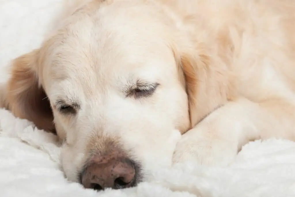 hund zu hause gestorben totenschein