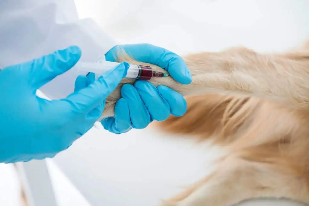 Wie wird ein zu hoher Testosteronspiegel bei Hunden diagnostiziert?