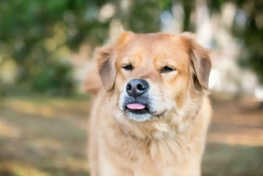 hund züngelt wie eine schlange