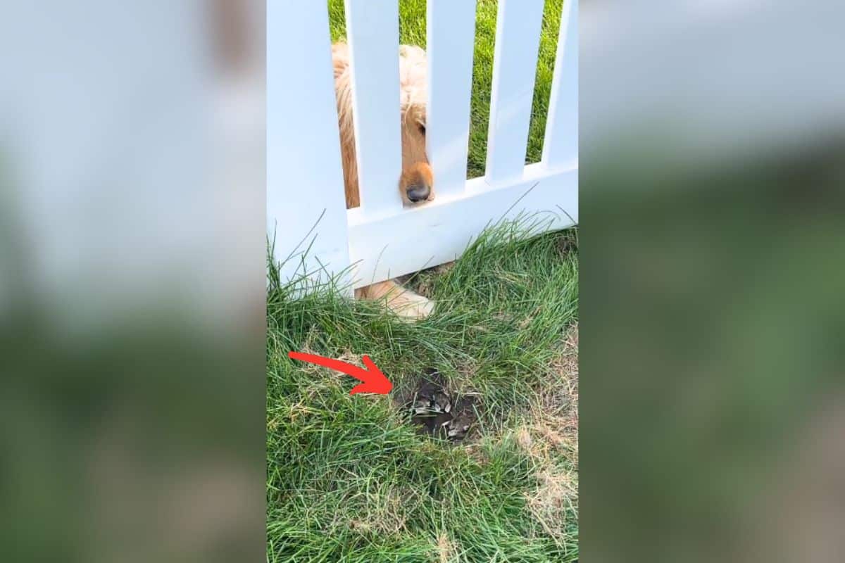 Nachbarshunde versammeln sich ständig am Zaun der Grund erwärmt alle