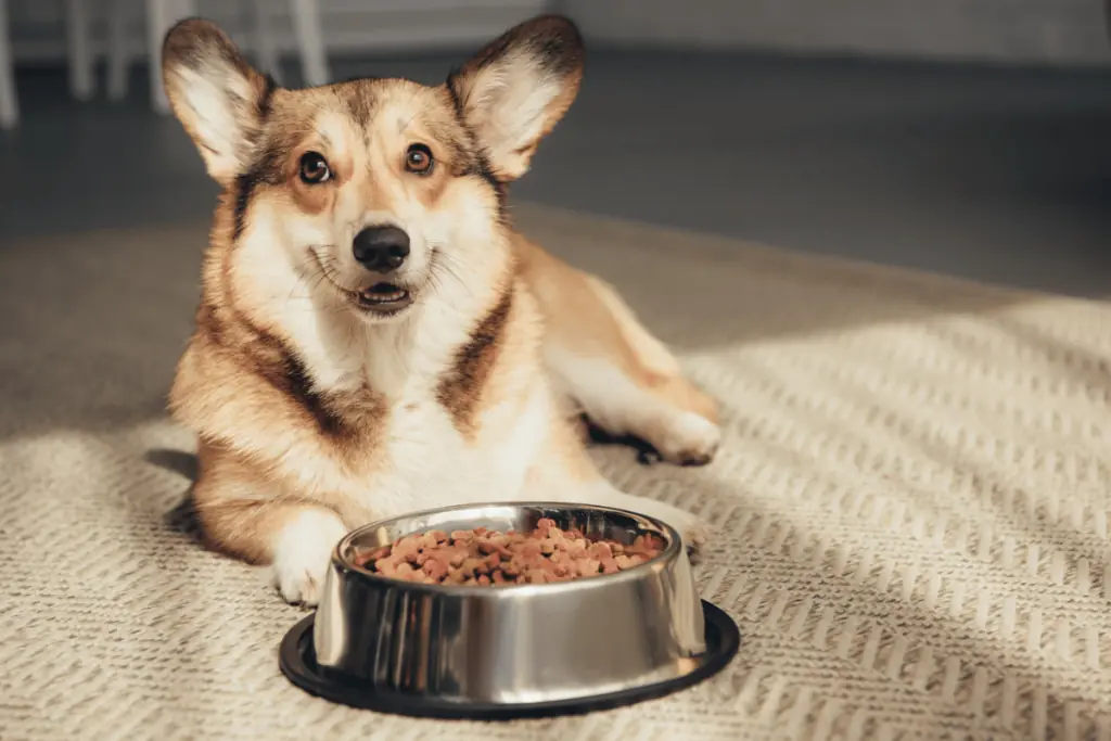 hundefutter für kleine hunde