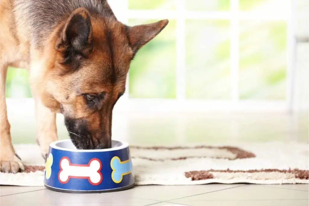 hundefutter schäferhund