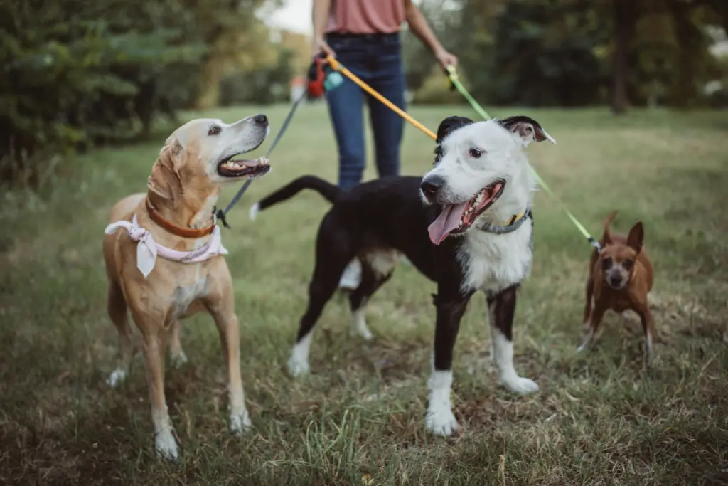 kein sachkundenachweis hund strafe