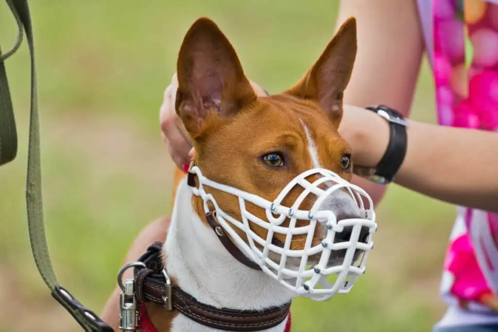 maulkorb hund richtige größe