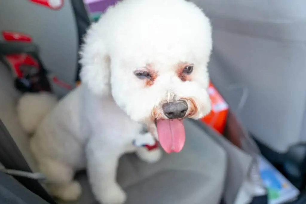 mein hund hechelt und zittert beim autofahren