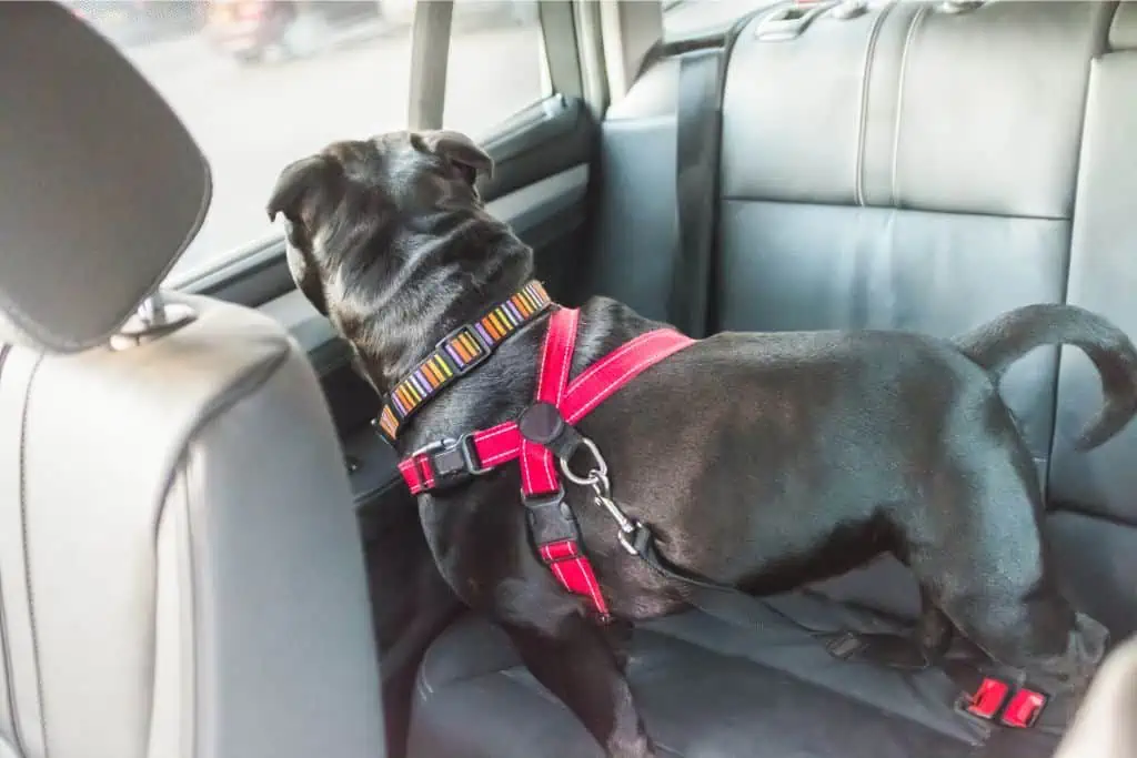 Wie kann ich meinem Hund helfen, wenn er beim Autofahren hechelt und zittert?