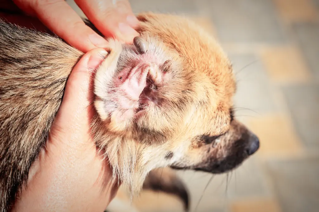 Wie sehen Milben im Ohr eines Hundes aus, und wie erkenne ich sie?