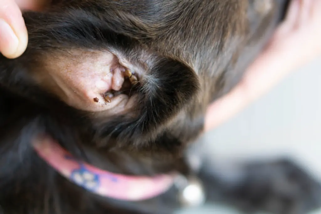 Welche Symptome treten bei einem Hund mit Milben im Ohr auf?