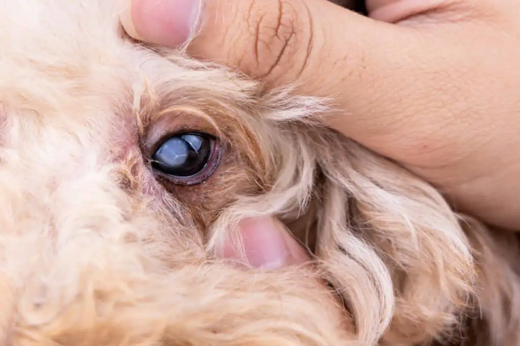 milchiger fleck im auge hund