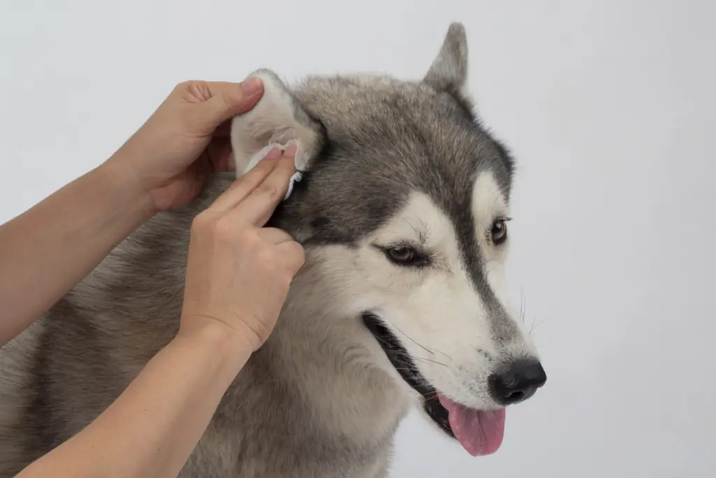 ohrenspülung hund selber machen anleitung