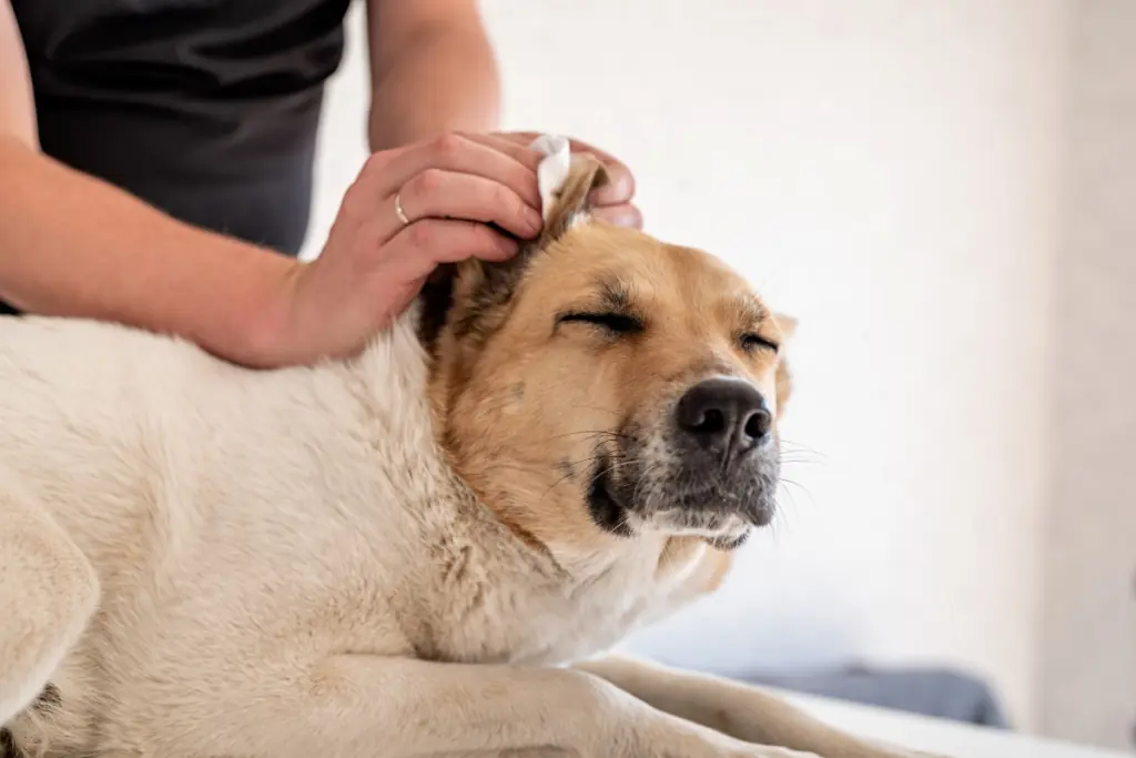Ohrenspülung für den Hund selber machen in 5 Schritten
