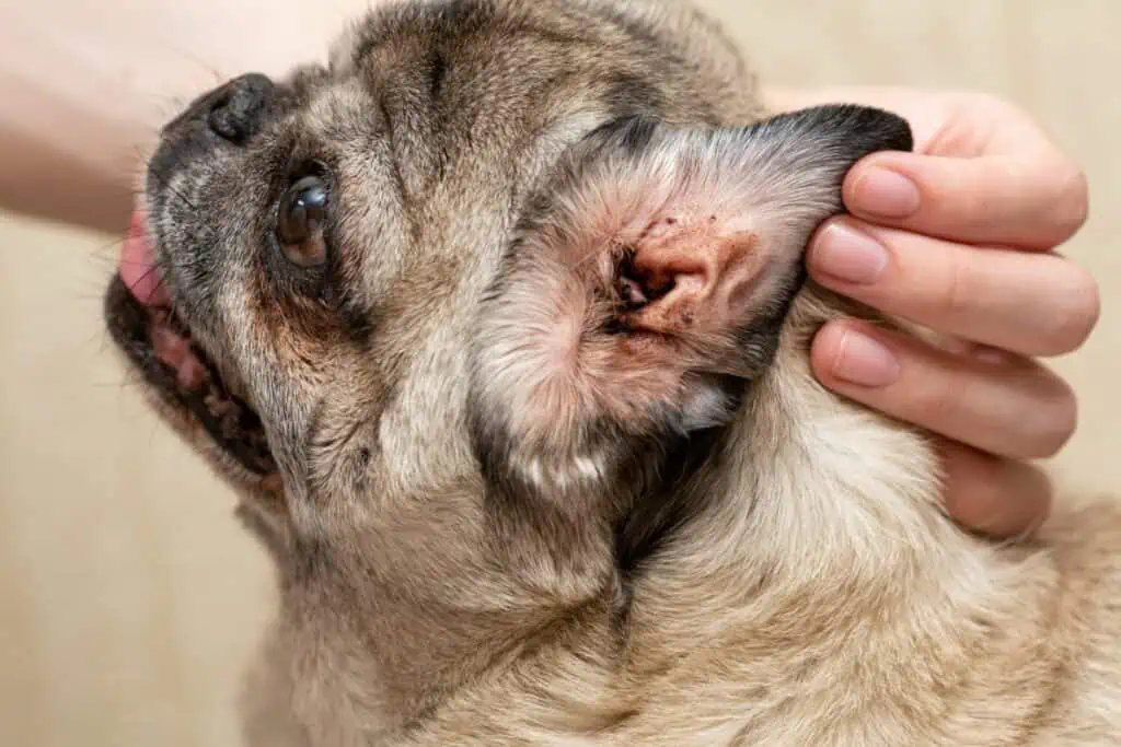 ohrmilben hund auf mensch übertragbar