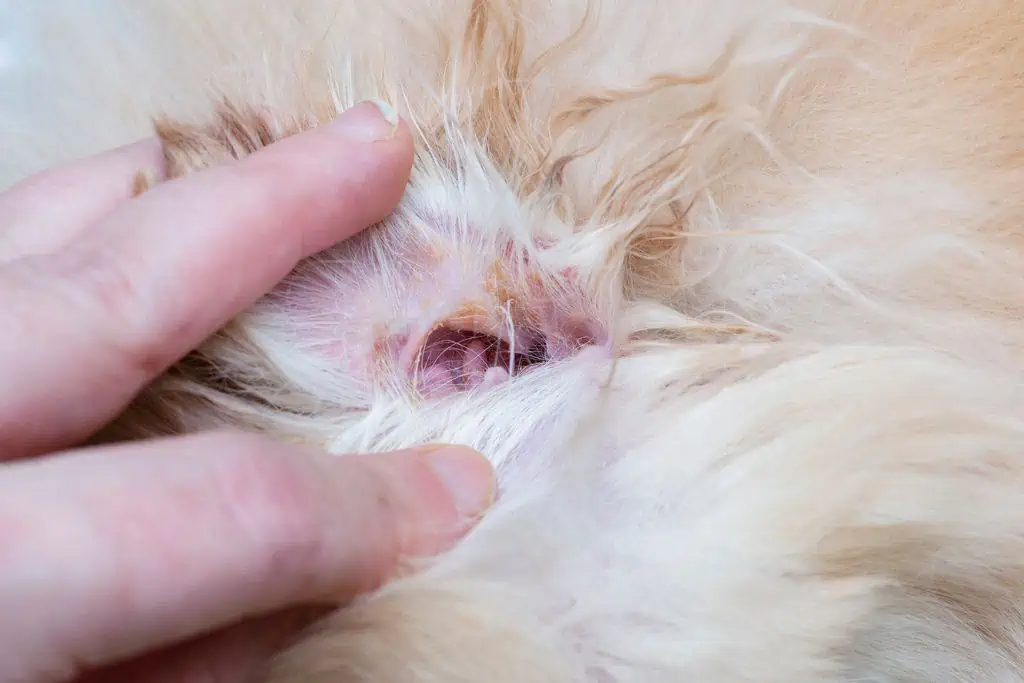 Wie erkennt man eine Ohrmilbeninfektion beim Hund?