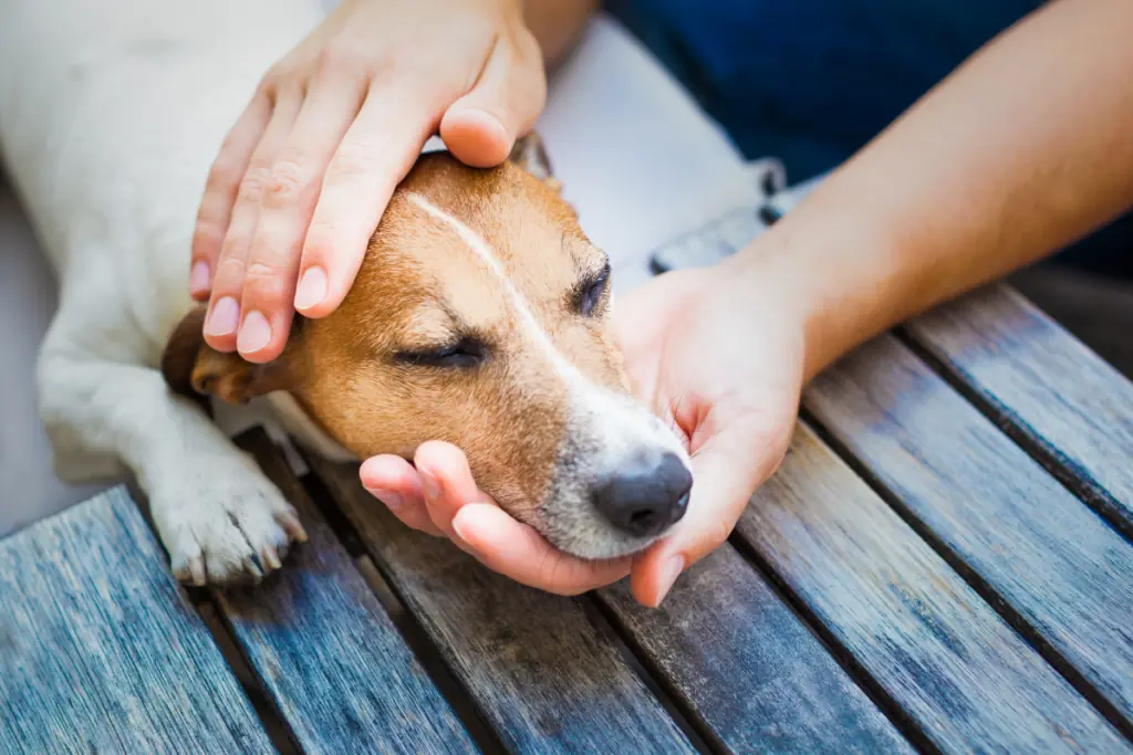 schilddrüsenüberfunktion hund symptome