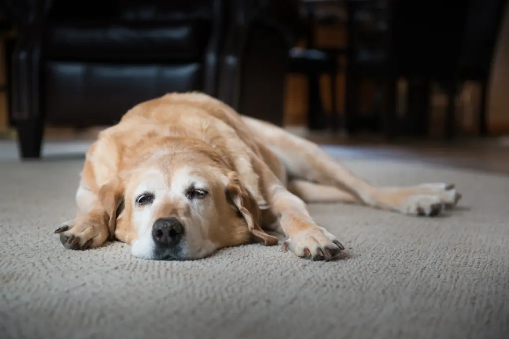 Was sind die typischen Symptome einer Schilddrüsenüberfunktion beim Hund?