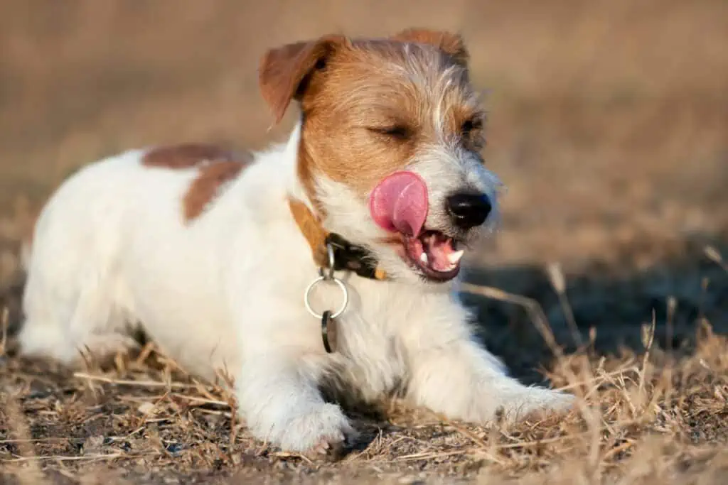 sodbrennen beim hund homöopathisch behandeln