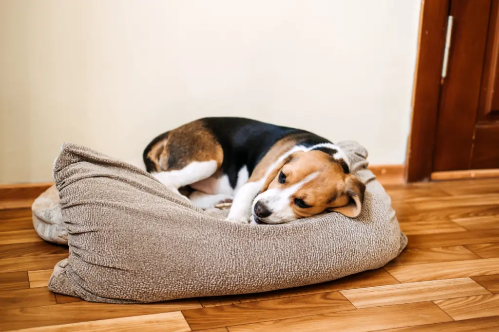 Welche Therapiemöglichkeiten gibt es für Hunde mit Spondylose im Endstadium?
