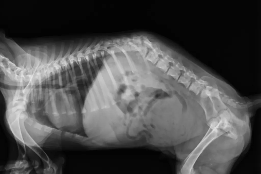 Wie äußert sich Spondylose beim Hund im Endstadium?