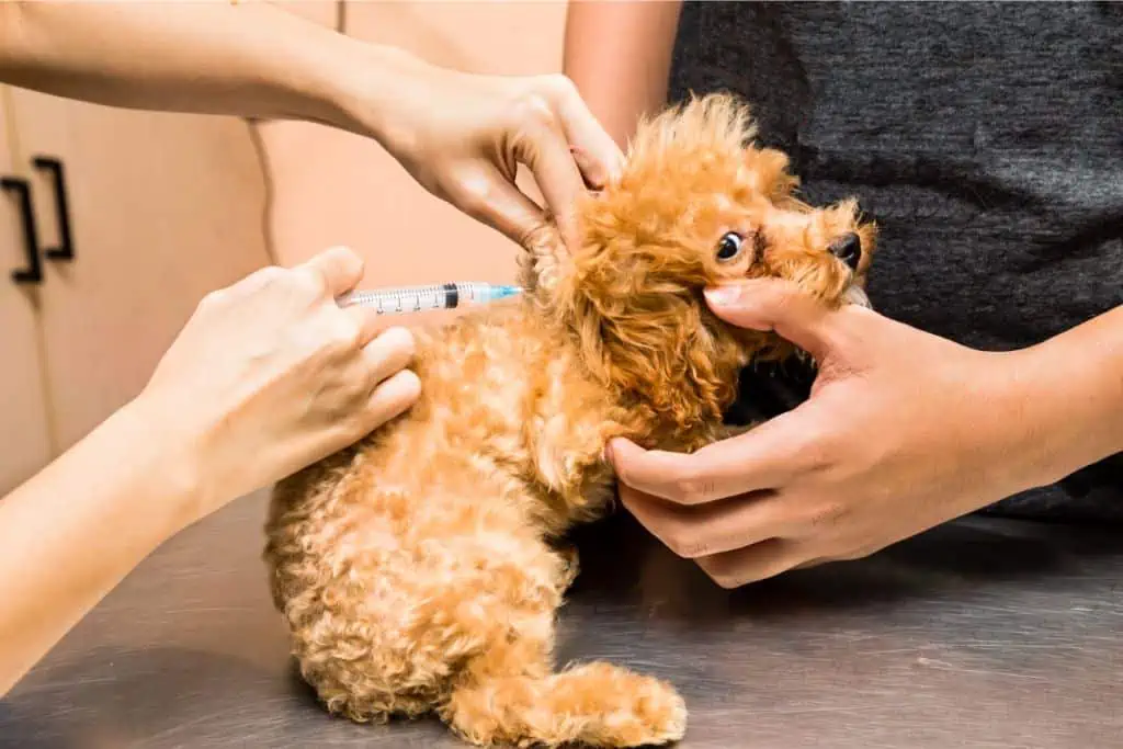 Wie oft sollte mein Hund gegen Tollwut geimpft werden? 