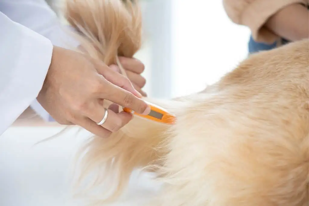 Welche möglichen Nebenwirkungen kann die Tollwutimpfung beim Hund haben? 