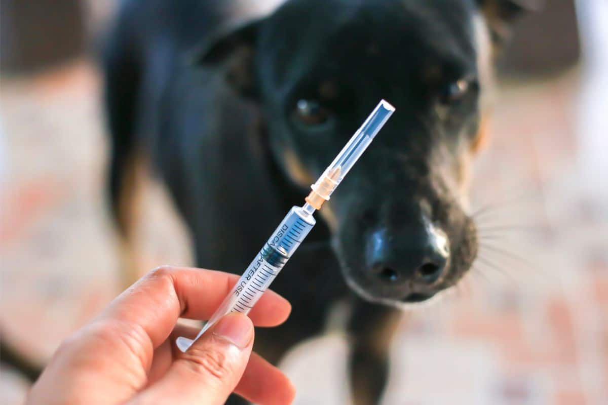 Tollwut-Impfung beim Hund: Alles, was du wissen musst