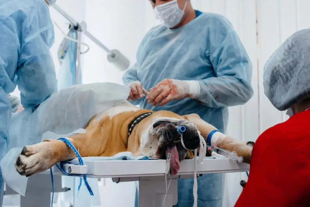 Welche Behandlungsmöglichkeiten gibt es für einen Tumor im Bauch eines Hundes?