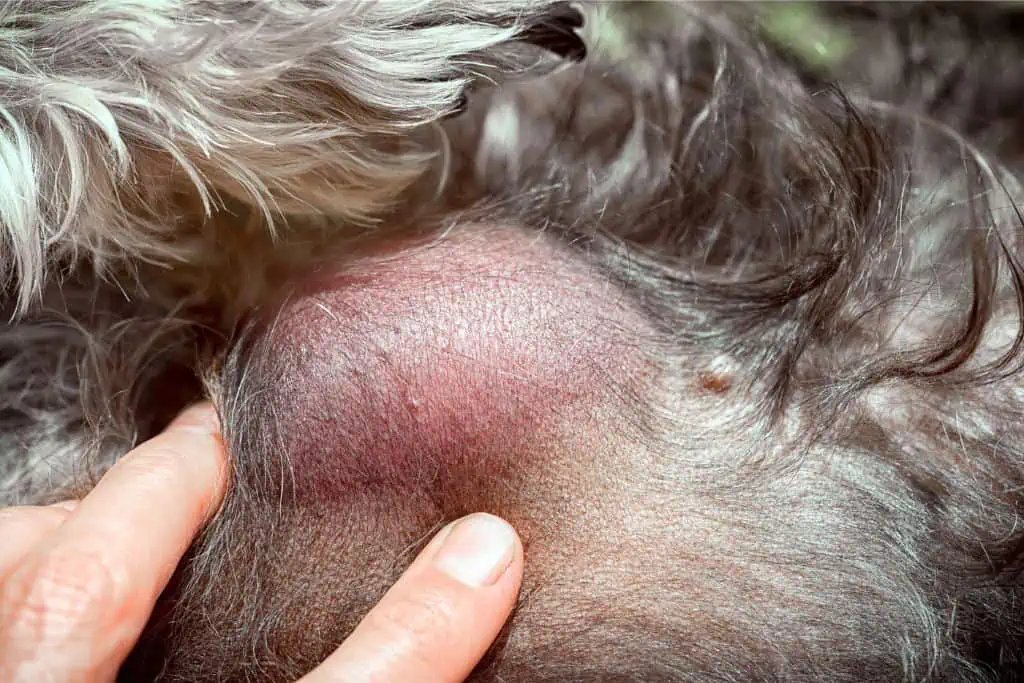 Symptome eines Tumors beim Hund: Welche Anzeichen sind typisch?